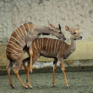 Lesser Kudu (Tragelaphus imberbis)