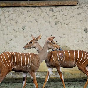 Lesser Kudu (Tragelaphus imberbis)