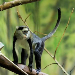 Cercopithecus campbelli