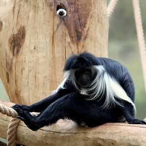 Colobus angolensis
