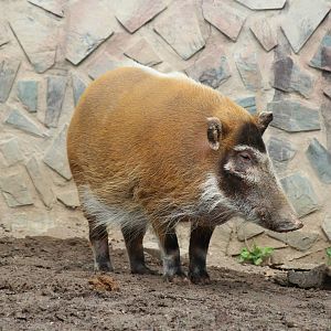 Potamochoerus porcus