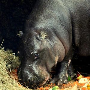Pygmy Hippopotamus (Hexaprotodon liberiensis / Choeropsis liberiensis)