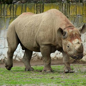 Diceros bicornis - Black Rhinoceros