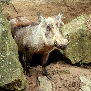 Desert Warthog (Phacochoerus aethiopicus)