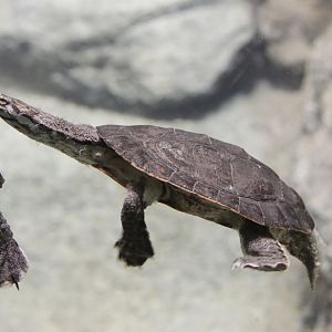 Unknown turtle from Haus des Meeres Aqua Terra Zoo in Wien