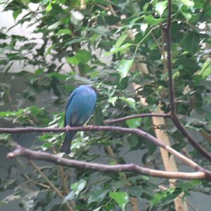 Blue Dacnis