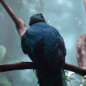 Golden-Headed Quetzal