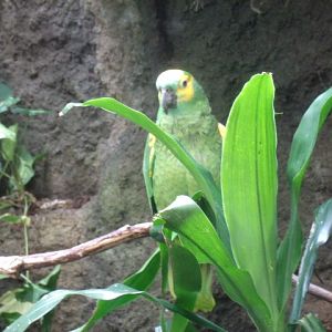 Blue-Fronted Amazon