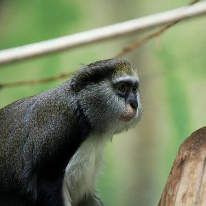 Cercopithecus campbelli  - vogelcommando special for you  :)