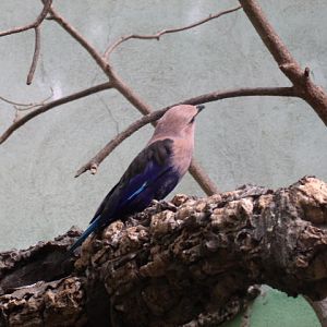Blue-Bellied Roller
