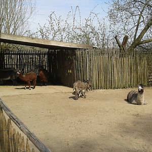 alpacas and donkeys