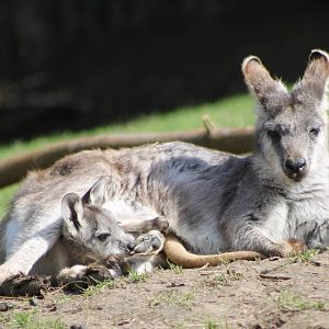 Wallaru with young