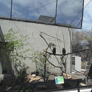South American Pavilion - Spectacled Owl Exhibit