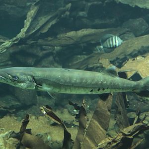 Great barracuda (Sphyraena barracuda)