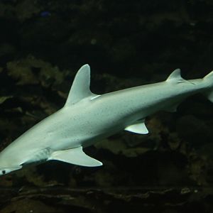 Bonnethead shark (Sphyrna tiburo)
