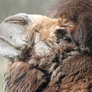 camel close-up