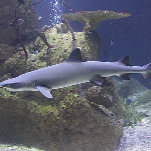 Whitetip Reefshark (Triaenodon obesus)