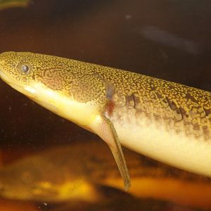 Gray bichir (Polypterus senegalus)