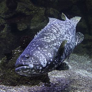 Giant Grouper (Epinephelus lanceolatus)