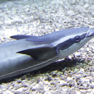 Sharksucker (Echeneis naucrates)