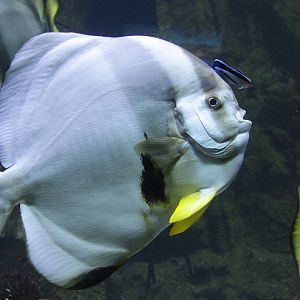 Batfish (Platax orbicularis)