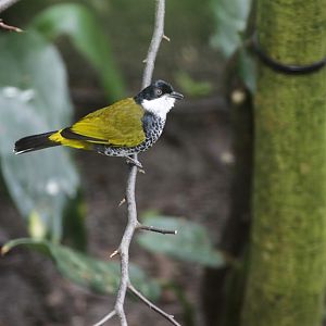 Scaly-breasted Bulbul (Pycnonotus squamatus)