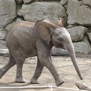 Young African Elephant (Loxodonta africana)
