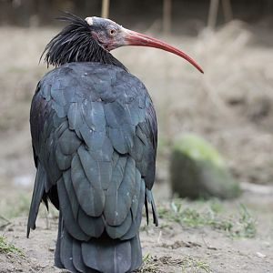 Northern bald ibis (Geronticus eremita)