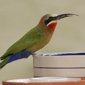 White-fronted Bee-eater (Merops bullockoides)
