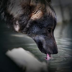 iberian wolf drinking