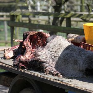 carcass on feed truck