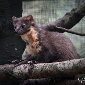 pine marten