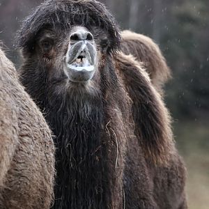 bactrian camel in the rain