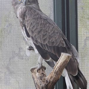 Short-toed Snake-eagle (Circaetus gallicus)