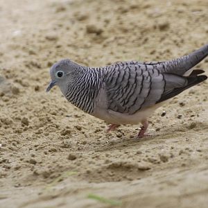Peaceful Dove (Geopelia placida)