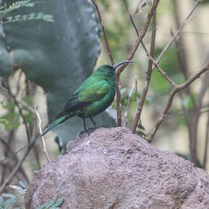 Malachite Sunbird (Nectarinia famosa)