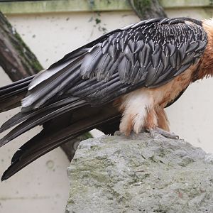 Bearded Vulture (Gypaetus barbatus)