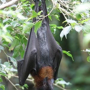 Indian flying fox (Pteropus giganteus)