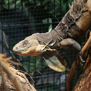 Honduran Paleate Spiny-tailed Iguana (Ctenosaura melanosterna)