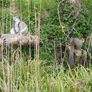 Lemurs, April 2013