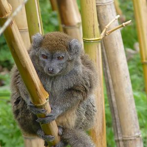 Alaotran Gentle Lemur, April 2013