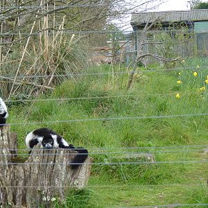 Black and White Ruffed Lemurs, April 2013