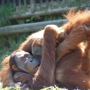 Male Sumatran Orangutans, April 2013