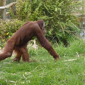 Male Sumatran Orangutan, April 2013