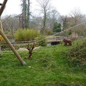Male Sumatran Orangutans, April 2013