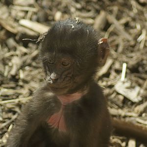 baboon baby
