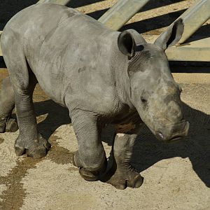 rhino baby