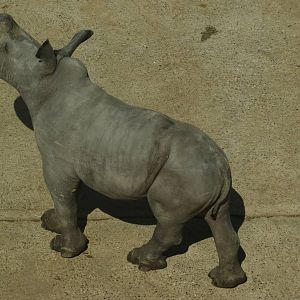 rhino baby