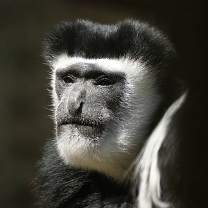 colobus