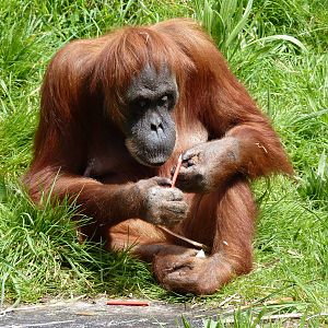 Sumatran Orangutan, April 2013